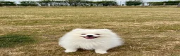 German Spitz dogs for sale: White German Spitz Klein Puppy in Lincoln - Advert 7