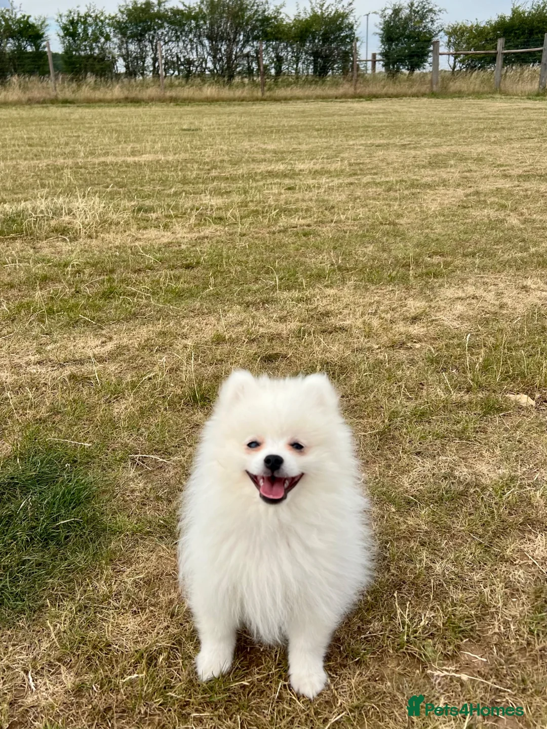 German Spitz dogs for sale: White German Spitz Klein Puppy in Lincoln - Advert 7
