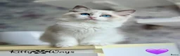 Ragdoll cats for sale: 🐾🩷*TICA REG* EU RAGDOLL KITTENS🌟 DNA CLEAR 🩵🐾 - Advert 13