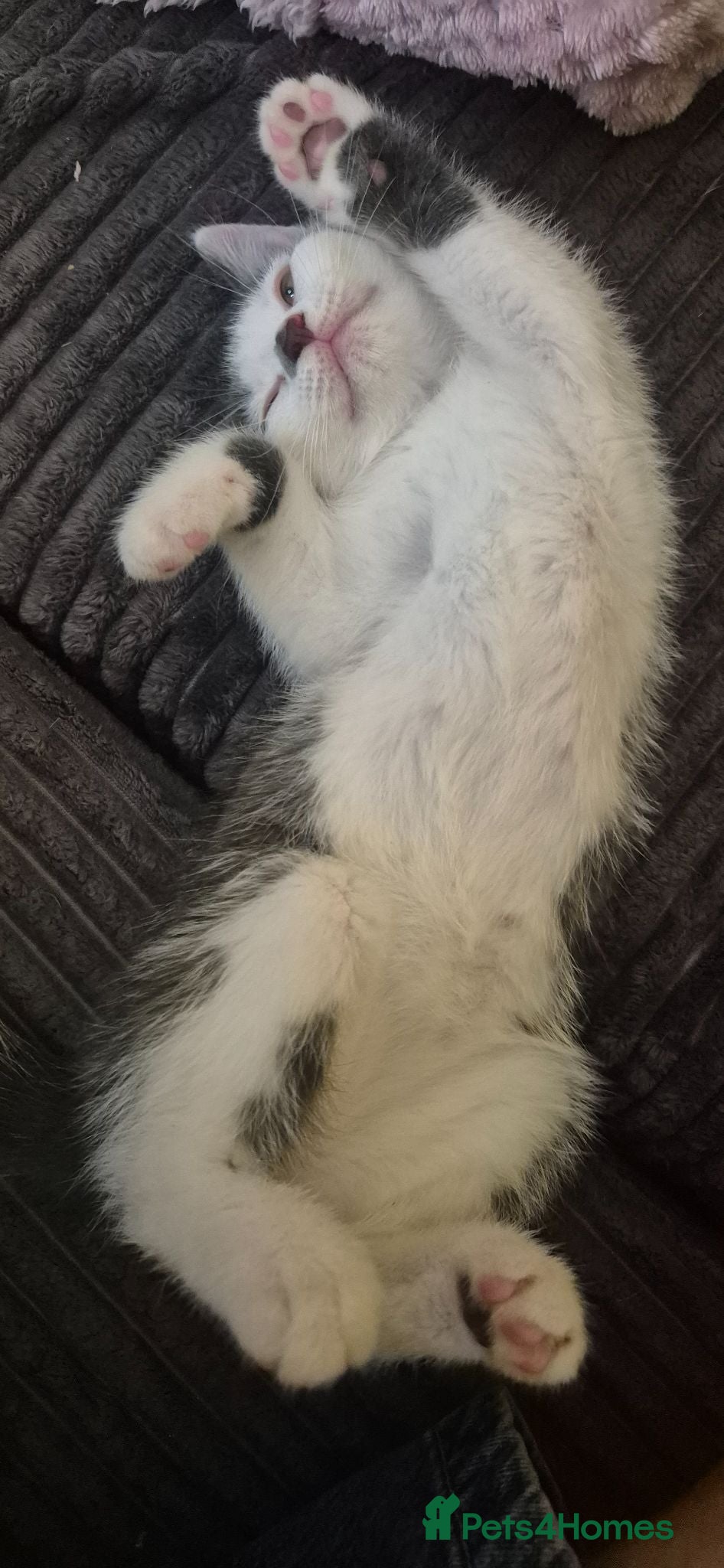 Mixed Breed cats Lovely kittens for sale ready to collect - Advert 5