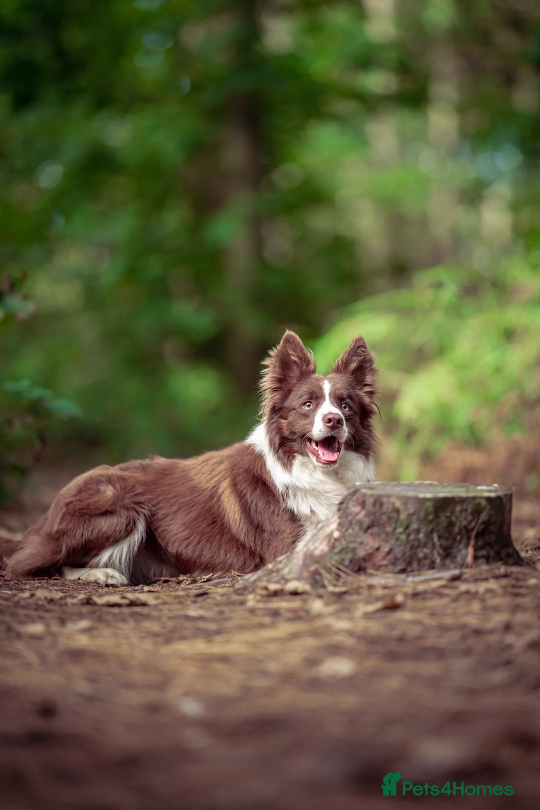 Border Collie dogs for stud: Proven Dual Reg Health Tested Red and White in Doncaster - Advert 2