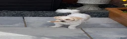 Malshi dogs for sale: Cissy in Burntwood - Advert 2