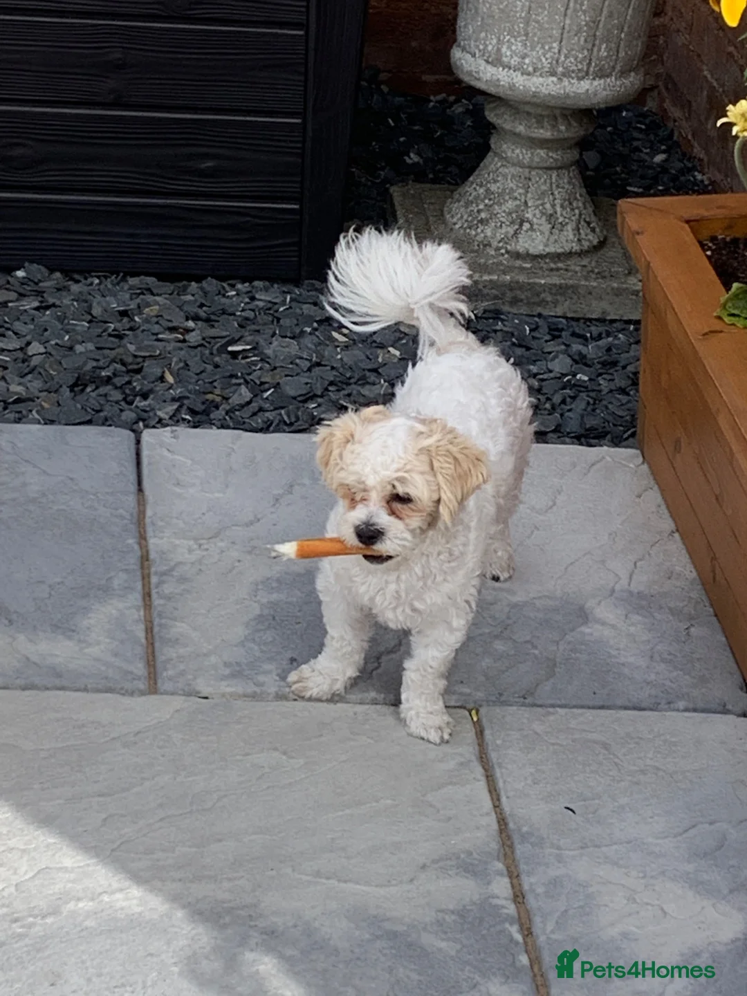 Malshi dogs for sale: Cissy in Burntwood - Advert 2