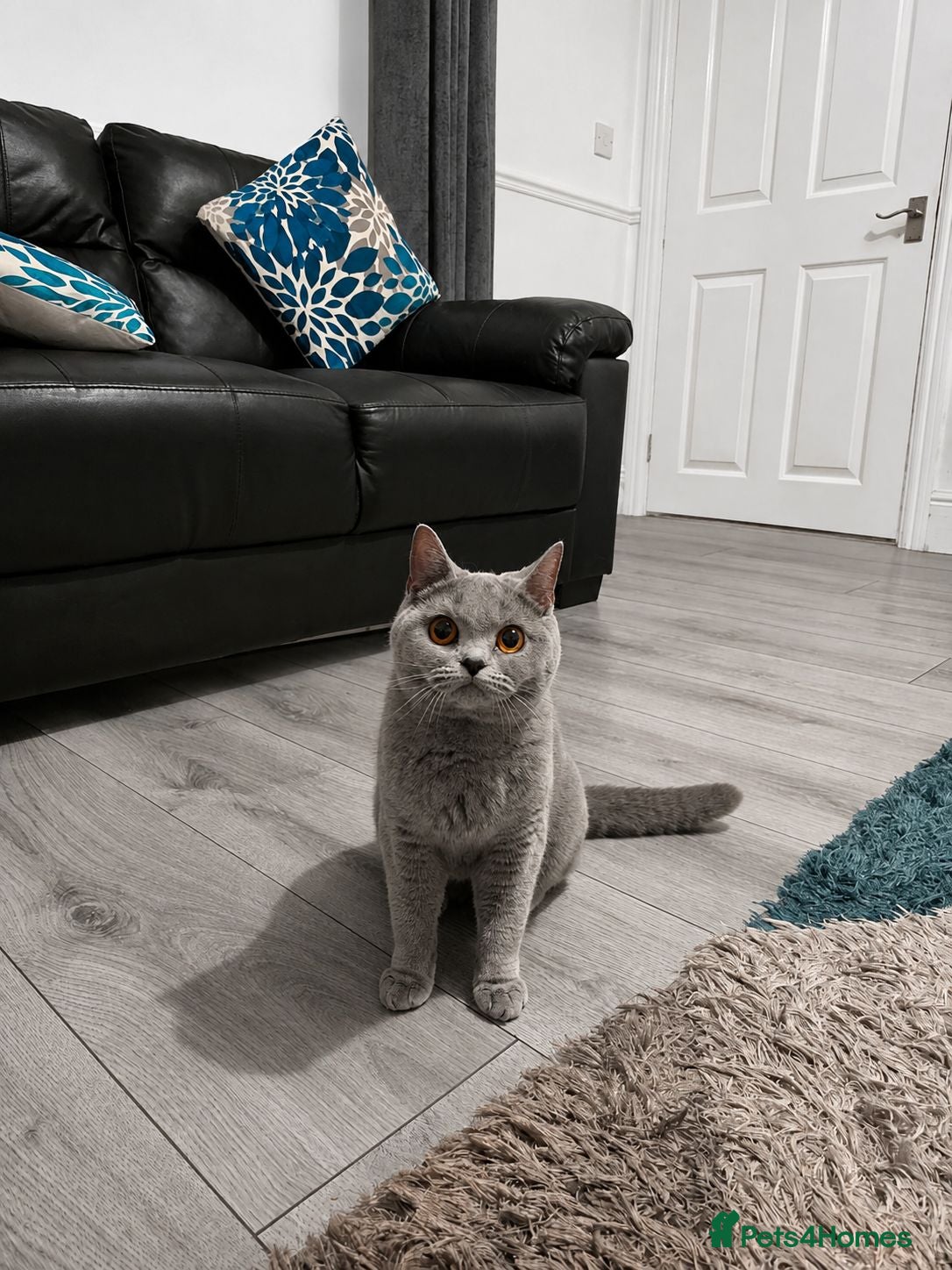 British Shorthair cats GCCF ACTIVE FEMALE Blue British shorthair  - Advert 2