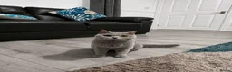 British Shorthair cats for sale: GCCF ACTIVE FEMALE Blue British shorthair  in Wirral - Advert 1