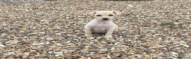 Mixed Breed 2