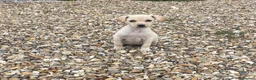 Mixed Breed dogs for sale: whipadore pups  in Newark - Advert 6