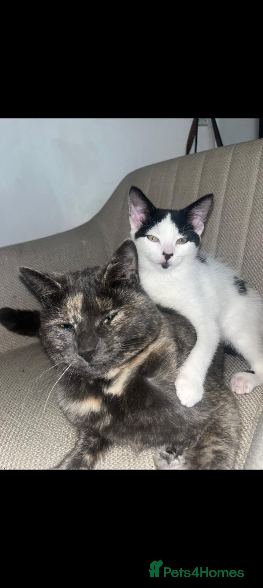 British Shorthair cats Two female cats rehome  - Advert 12