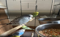 Budgerigars birds for sale: 5 Cute Budgerigar birds looking for new home - Advert 2