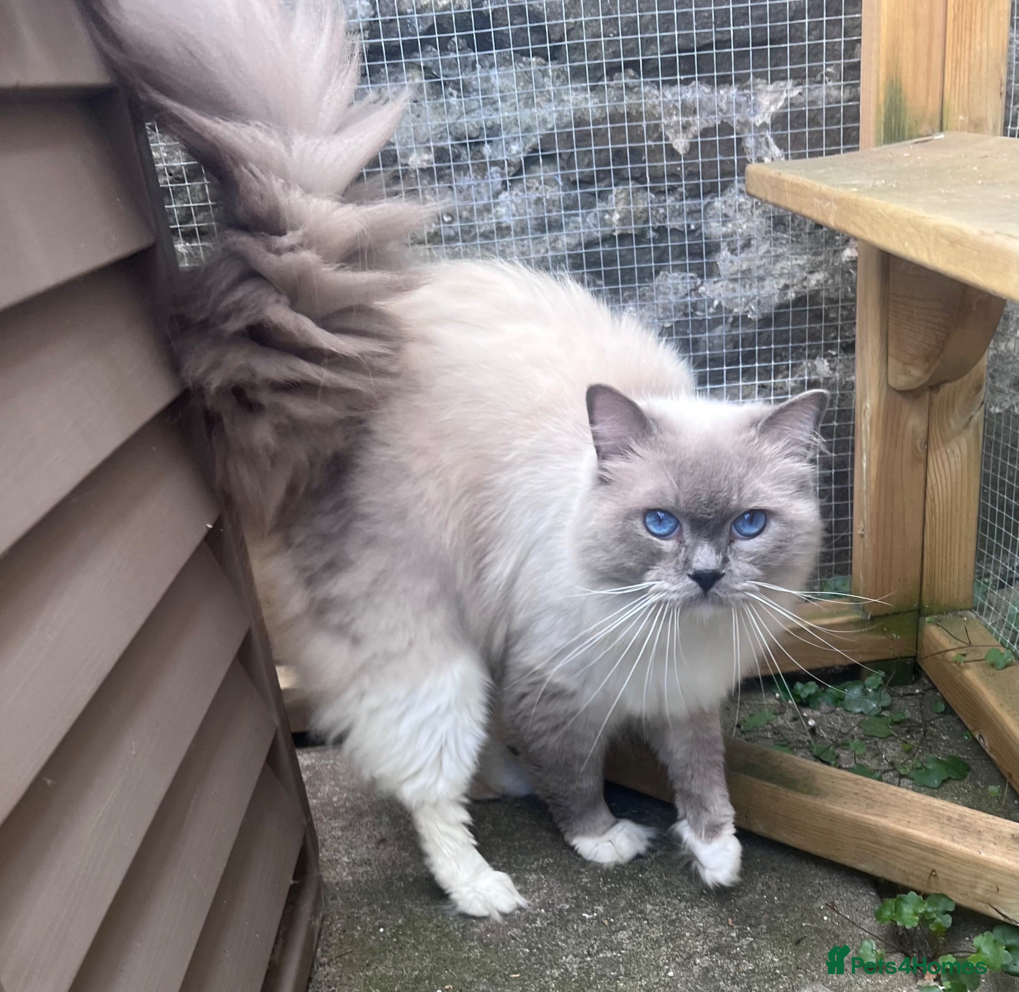 Ragdoll cats Mr Cloudd - Advert 3