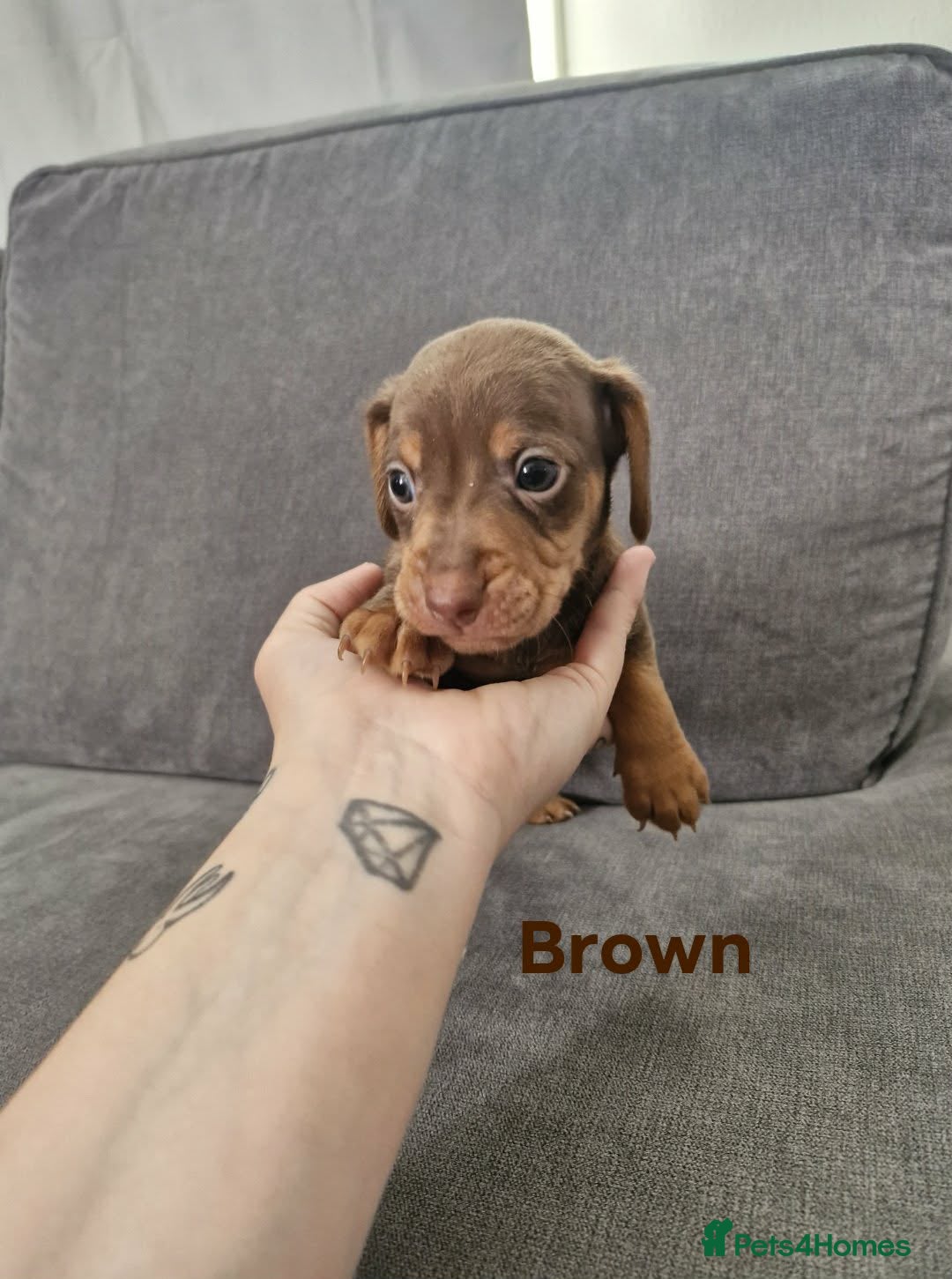 Mixed Breed dogs Docker  - Advert 4
