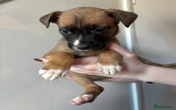 Mixed Breed dogs for sale: BEAUTIFUL BULL HERDERS (American Bulldog X Mali) - Image 17