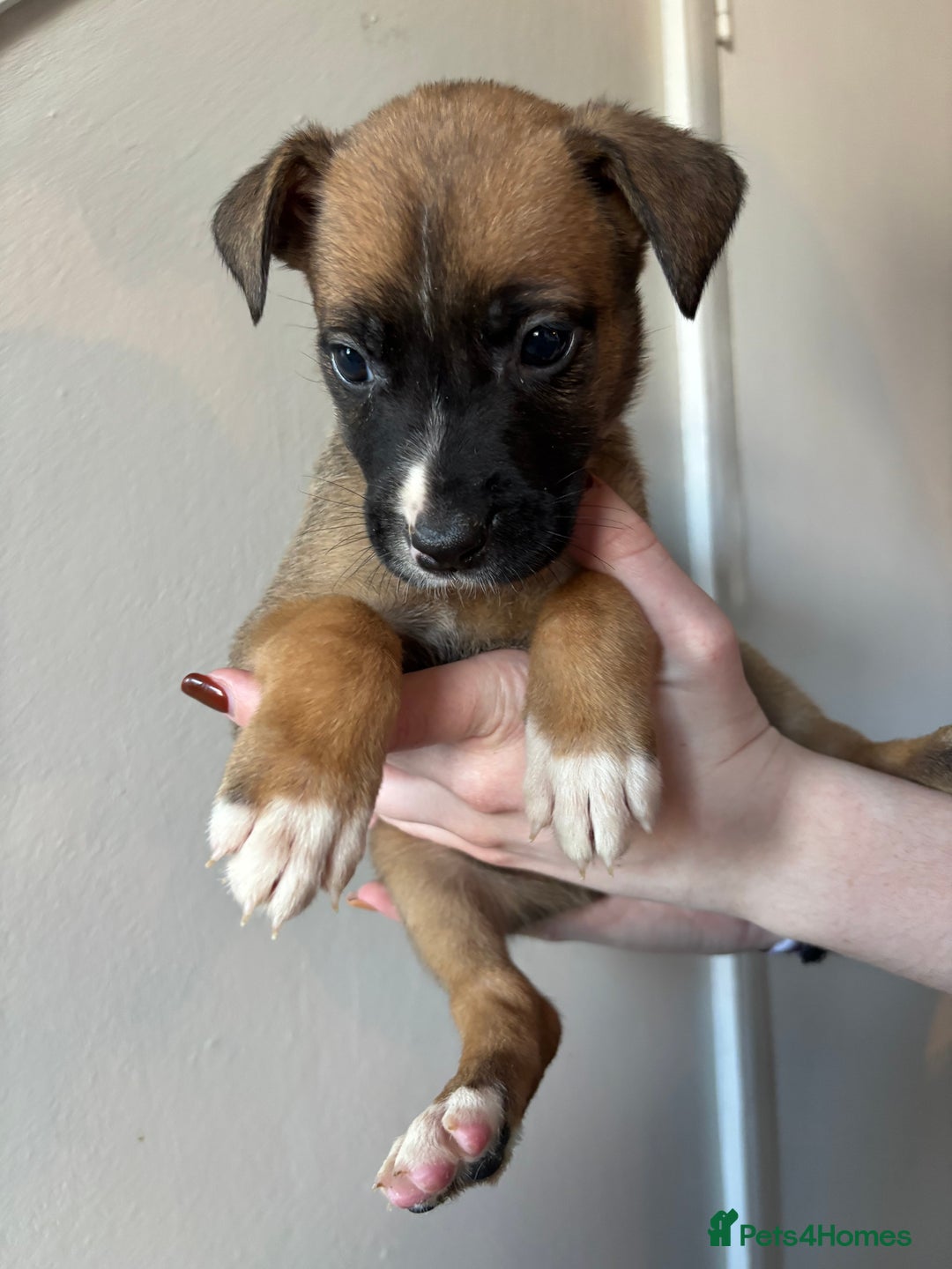 Mixed Breed dogs for sale: BEAUTIFUL BULL HERDERS (American Bulldog X Mali) - Image 17