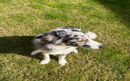 Border Collie dogs for sale: Male Blue Merle Border Collie.  - Image 5