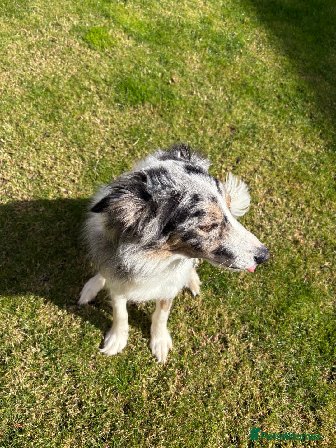 Border Collie dogs for sale: Male Blue Merle Border Collie.  - Image 5