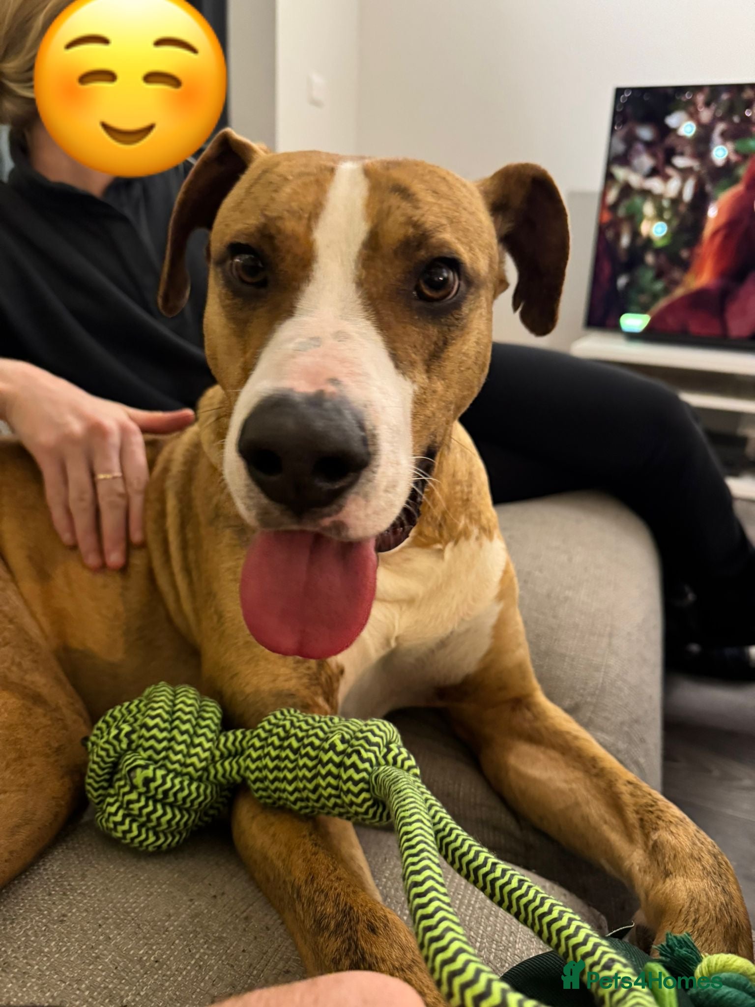 Mixed Breed dogs Urgent 🚨 Adoption Needed  - Advert 9