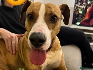 Mixed Breed dogs Urgent 🚨 Adoption Needed - Advert 9