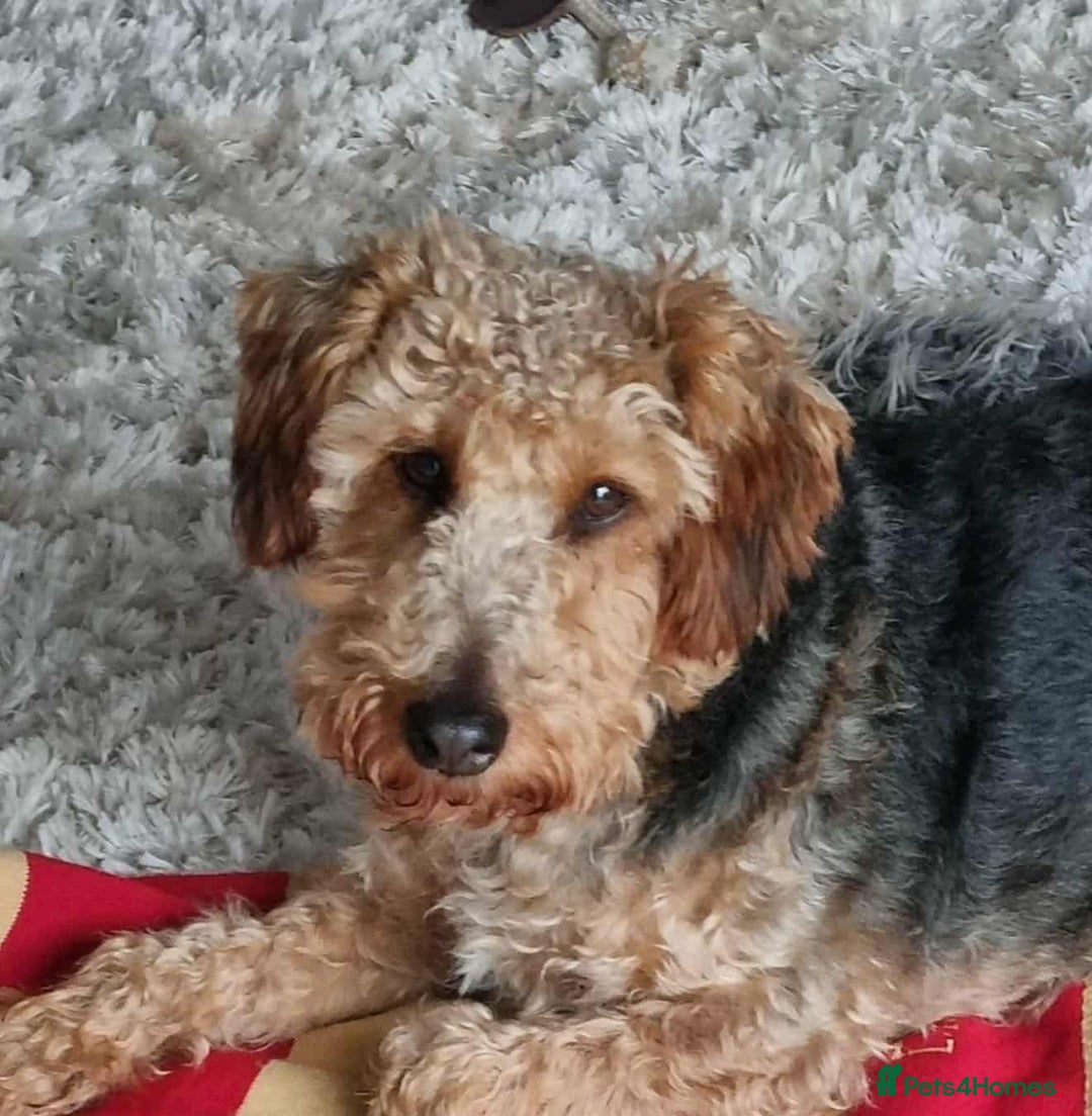 Welsh Terrier dogs for adoption: Sweet Charlie looking for LOVE - Image 6