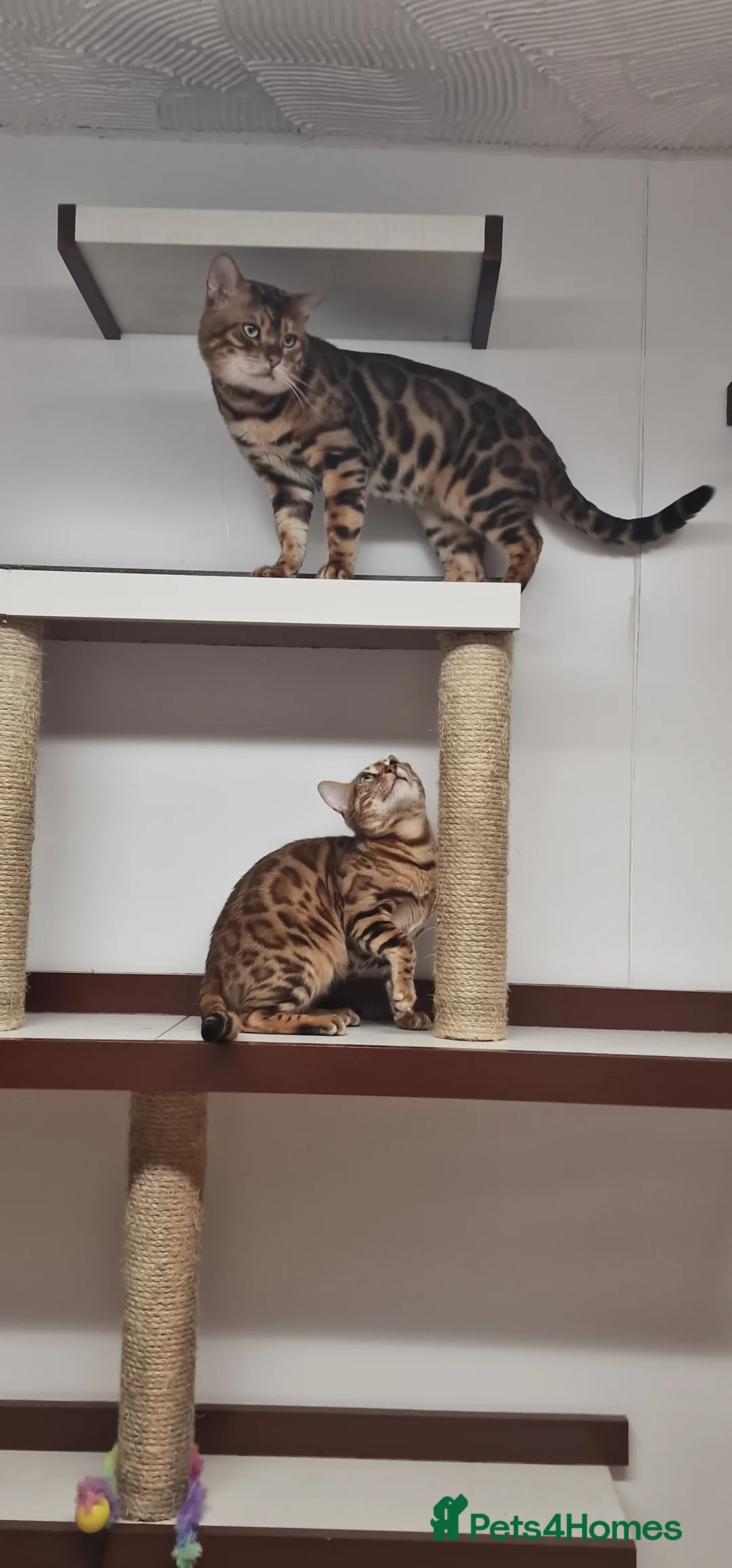 Bengal cats for stud: Bengal cat for stud, Calvin. in Peterborough - Advert 3