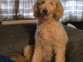 Mixed Breed dogs Standard poodle x - Advert 8