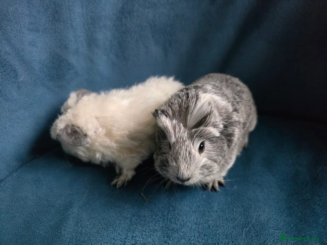 Guinea Pig rodents for sale: Mother & 2 daughters Swiss long haired californian - Advert 6