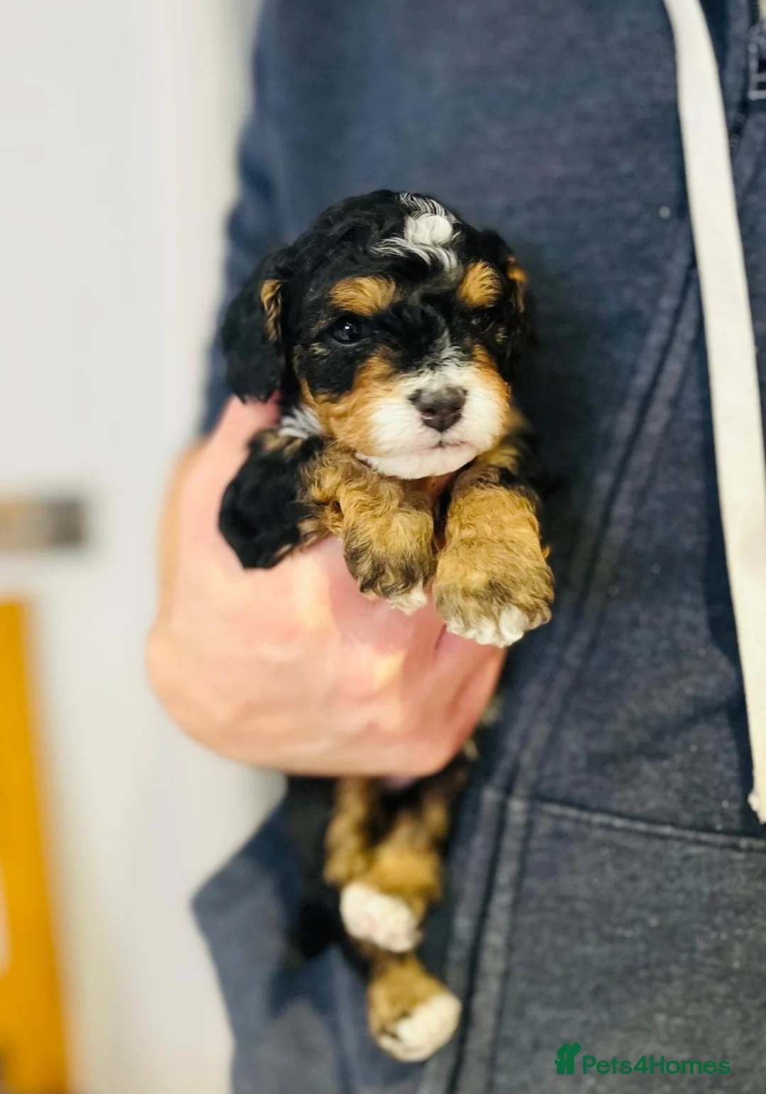 Cavapoo dogs for sale: Stunning F1b Cavapoo puppies  - Advert 5