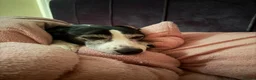 Mixed Breed dogs for sale: Skinner in Maidstone - Advert 5