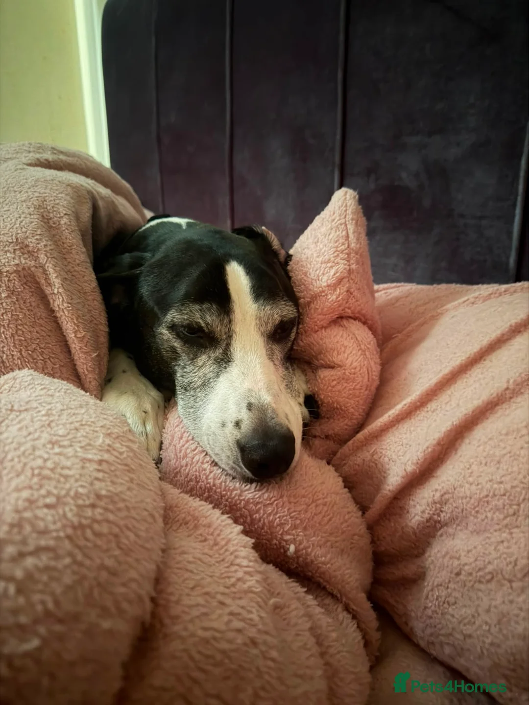Mixed Breed dogs for sale: Skinner in Maidstone - Advert 5