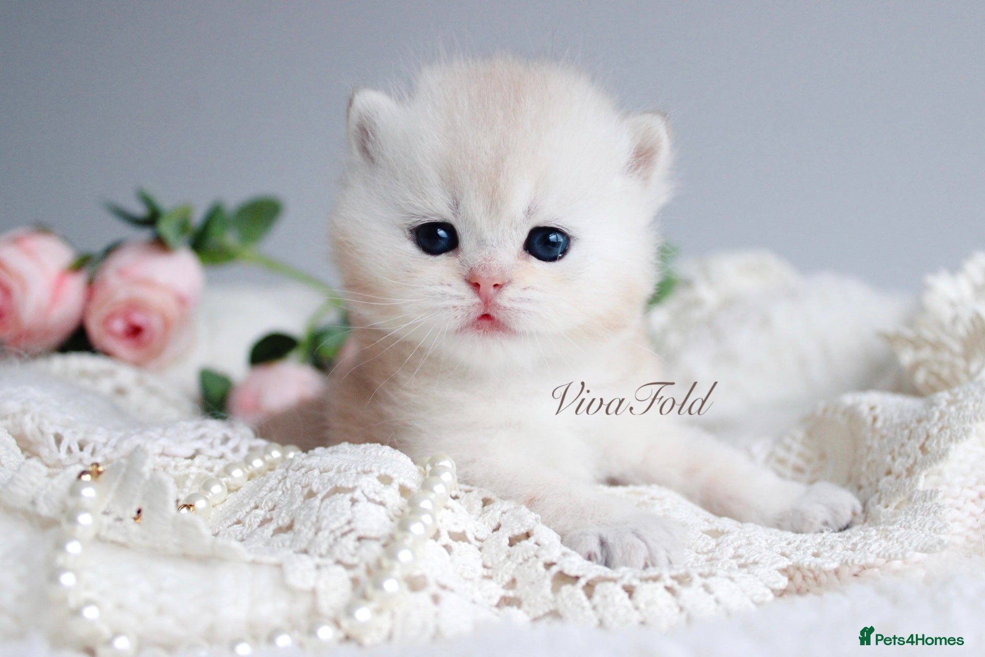 British Shorthair cats ✨Rare & Exclusive Premium Quality Kitten✨ - Advert 1