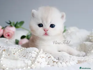 British Shorthair cats ✨Rare & Exclusive Premium Quality Kitten✨ - Advert 1
