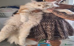 Maine Coon cats for sale: 3 Maine Coon kittens  - Advert 7