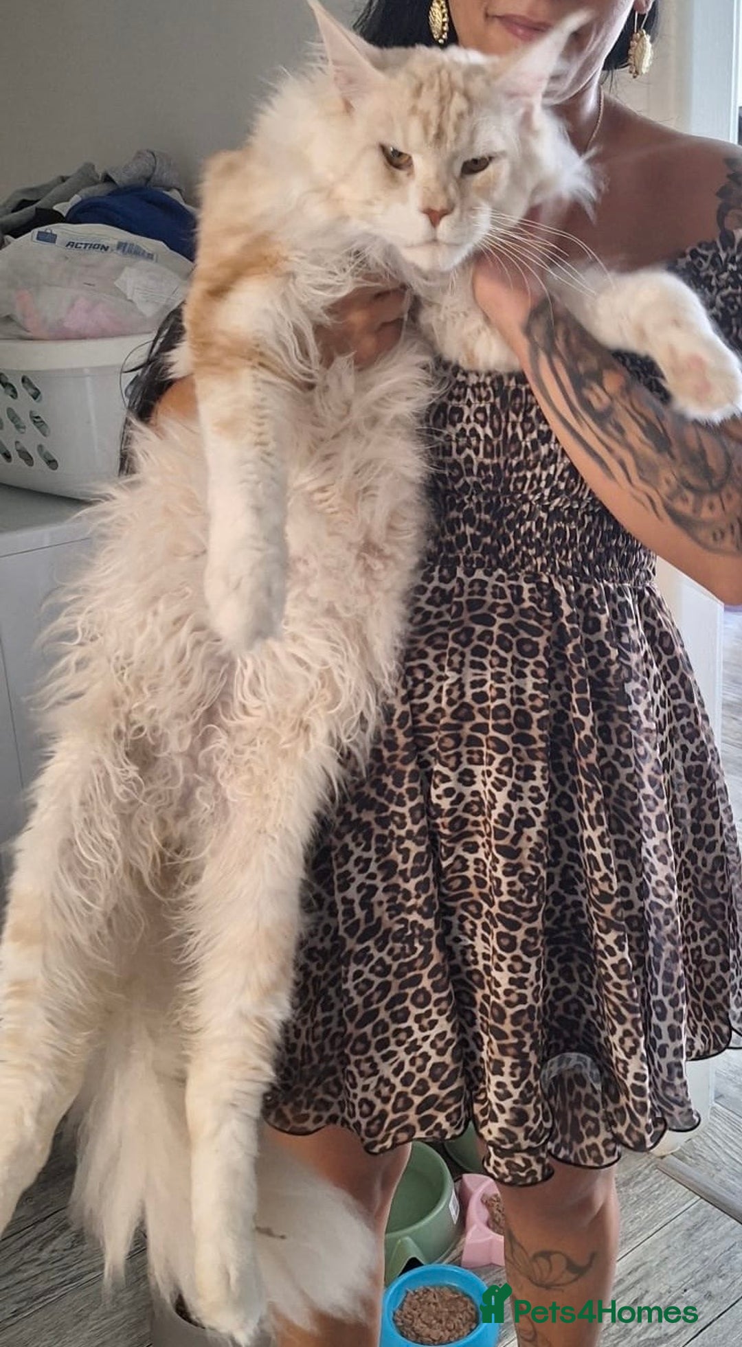 Maine Coon cats for sale: 3 Maine Coon kittens  - Advert 7