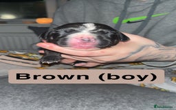 Mixed Breed dogs for sale: Dalmatian/Labrador cross staffy  - Image 14