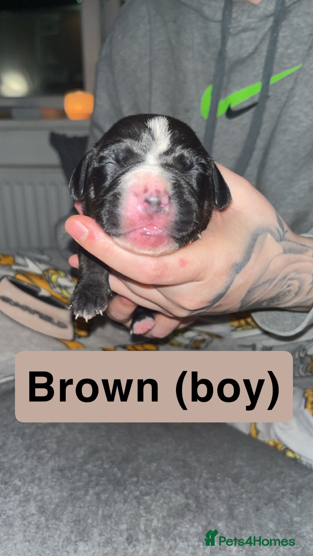 Mixed Breed dogs for sale: Dalmatian/Labrador cross staffy  - Image 14