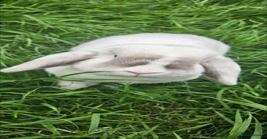 Mini Lop rabbits - Advert 14