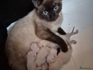 Mixed Breed cats British Blue Bengal Mixed - Advert 1