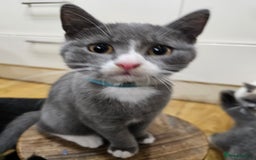 Mixed Breed cats for sale: Beautiful British Shorthair Cross  - Image 20
