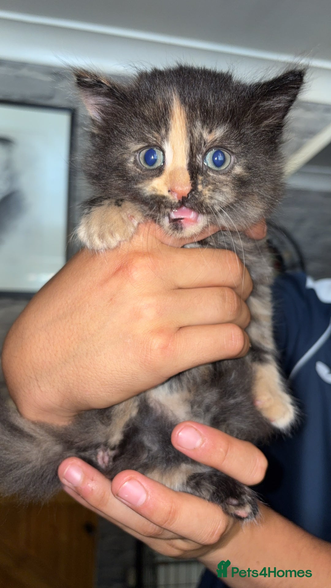 Mixed Breed cats for sale: half maincoon kittens  - Image 2