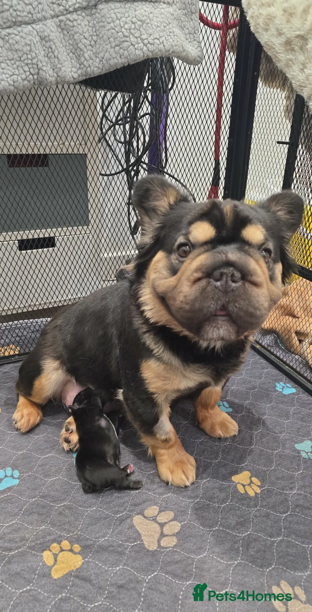 French Bulldog dogs for sale: Fluffy French Bulldog  - Advert 3