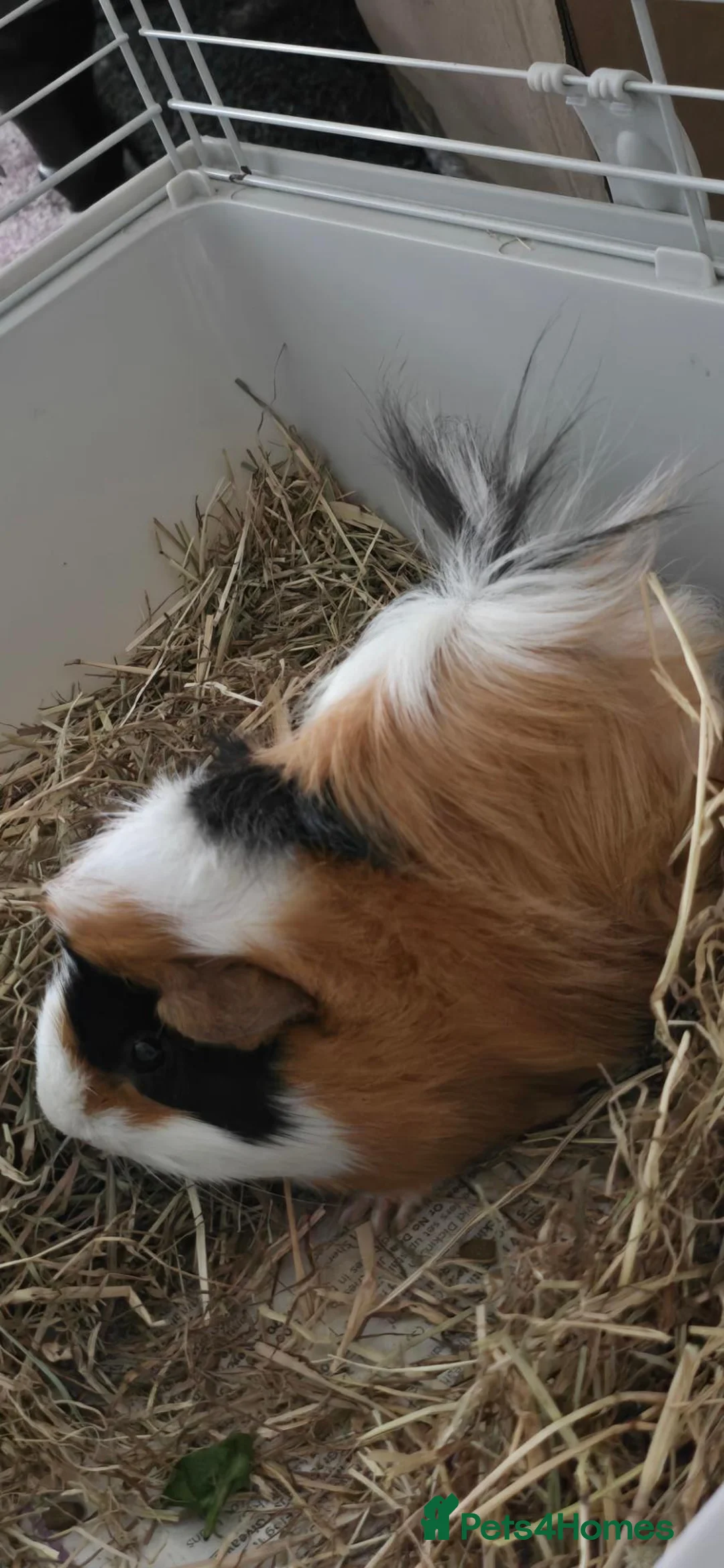 Guinea Pig rodents for sale: 8 month old male guinea pig with set up - Advert 2