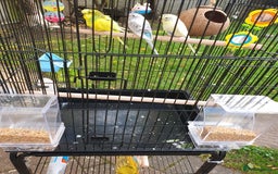 Budgerigars birds for sale: 3 lovely budgies  🐦  - Image 1