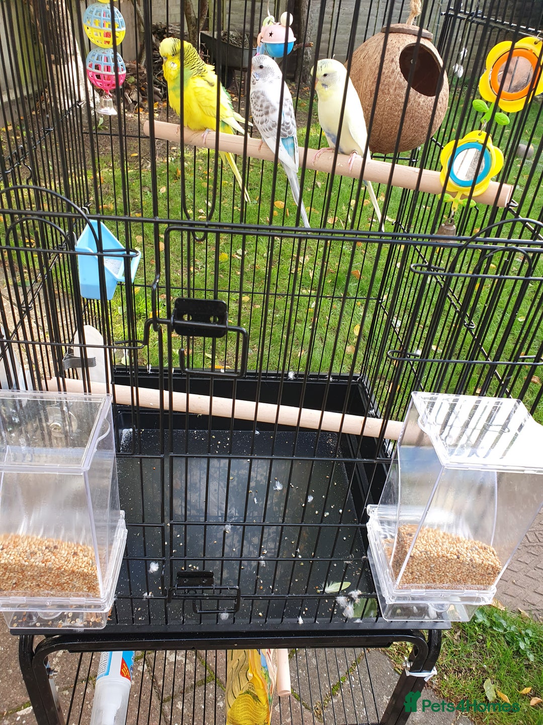 Budgerigars birds for sale: 3 lovely budgies  🐦  - Image 1