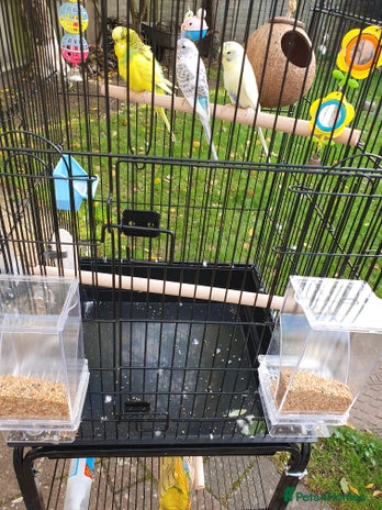 Budgerigars birds - Advert 3