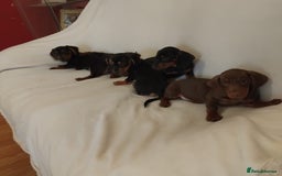 Dachshund dogs for sale: Pedigree miniature dachshunds - Image 7