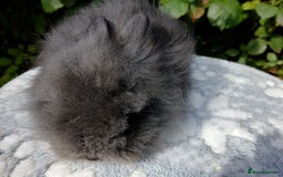 Lionhead rabbits for sale: Stunning DM Lionhead baby rabbits RTR - Image 9