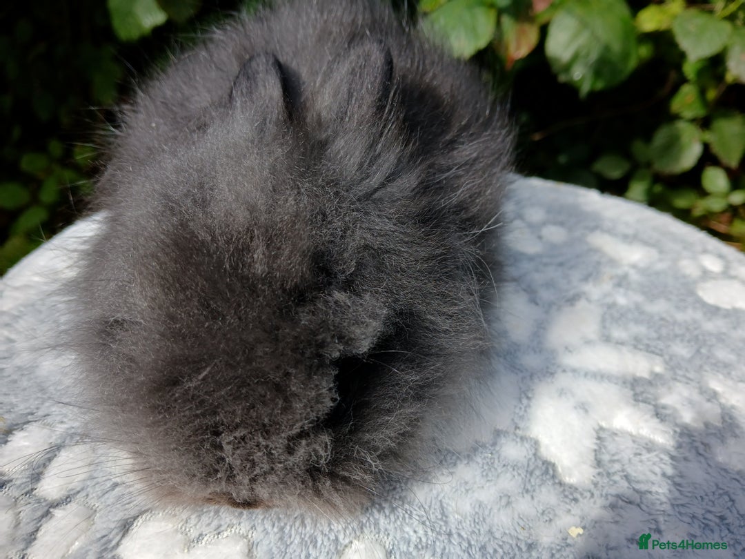 Lionhead rabbits for sale: Stunning DM Lionhead baby rabbits RTR - Image 9
