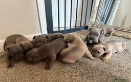 Mixed Breed dogs for sale: Frenchie x Staffy puppies  - Image 7