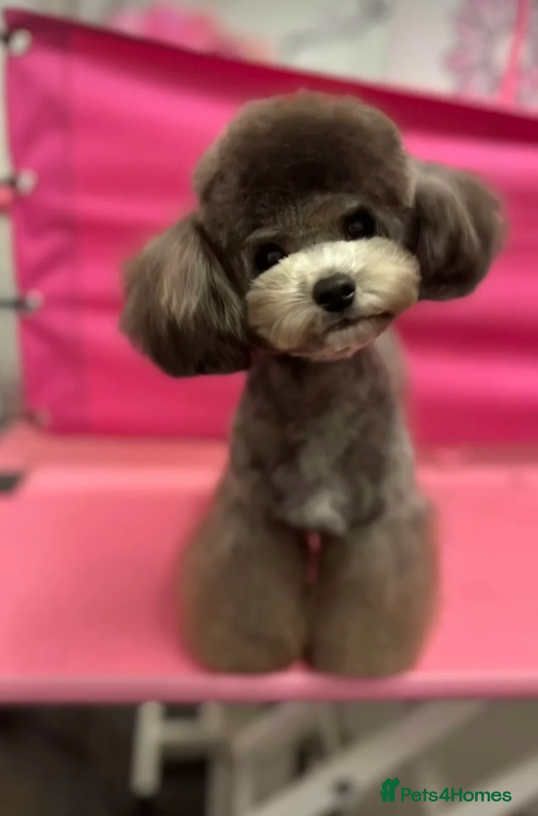 Toy Poodle dogs for stud: Silver health tested Asian poodle- 20 cm tall in Penrith - Advert 1