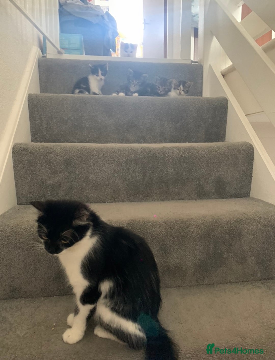 Mixed Breed cats for sale: READY NOW - 4 beautiful mixed breed kittens - Image 7