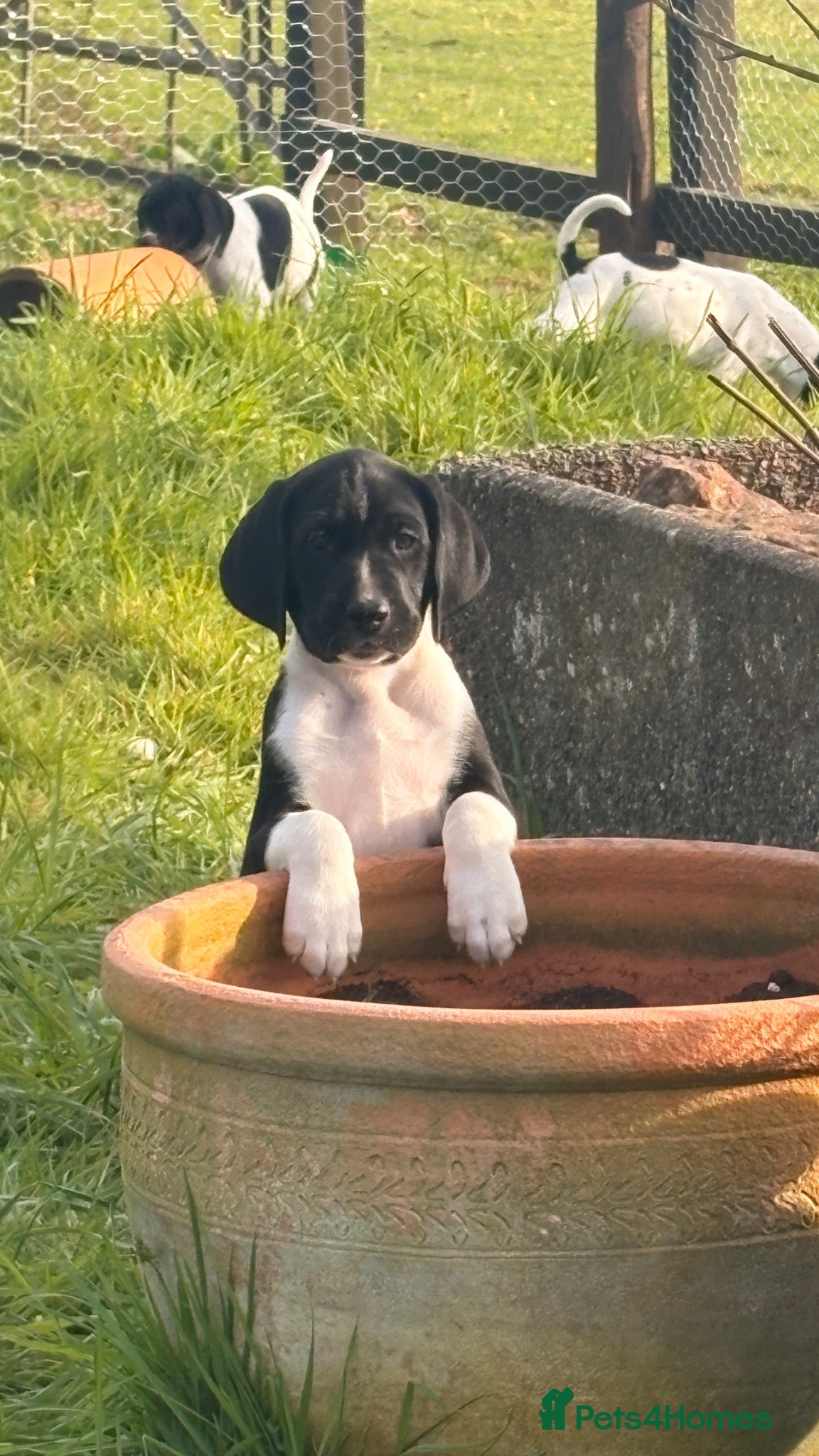 Mixed Breed dogs 1 BOY LEFT- GSP X FOXHOUND Puppies  - Advert 9